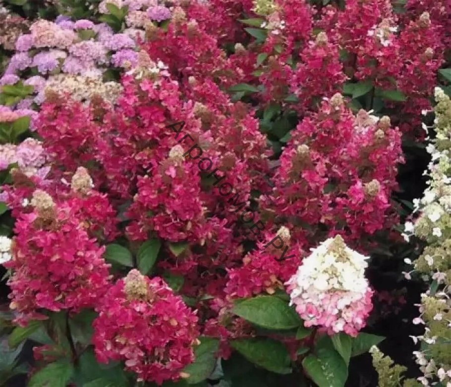 Мэджикал Везувио гортензия метельчатая