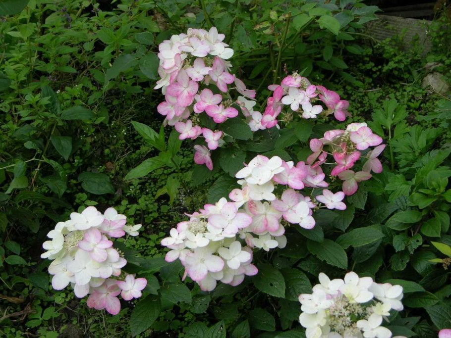 Гортензия метельчатая Файер