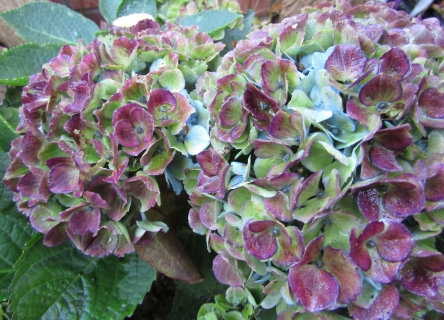 Гортензия- Magical Crystal