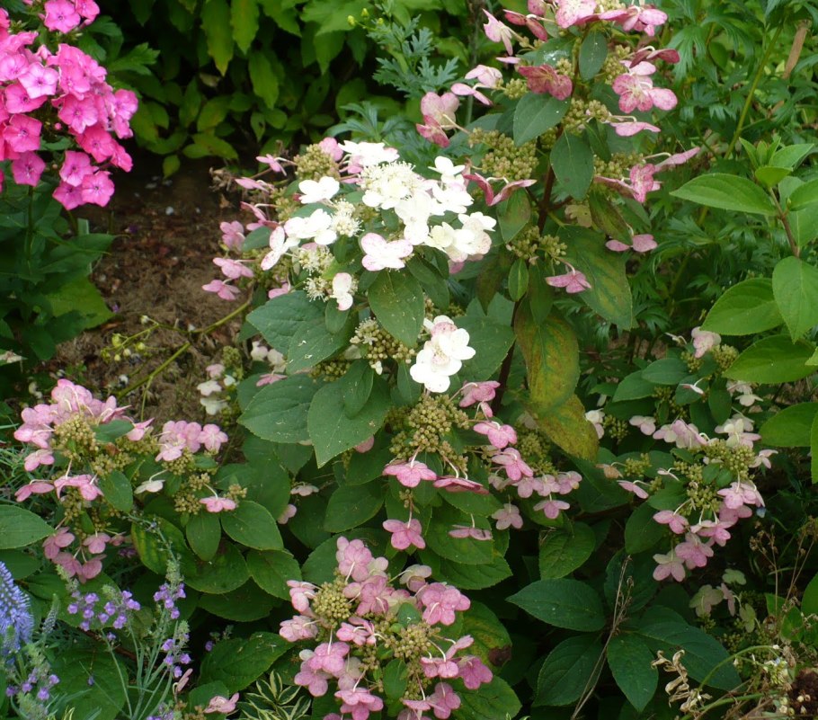 Гортензия метельчатая Magical Flame