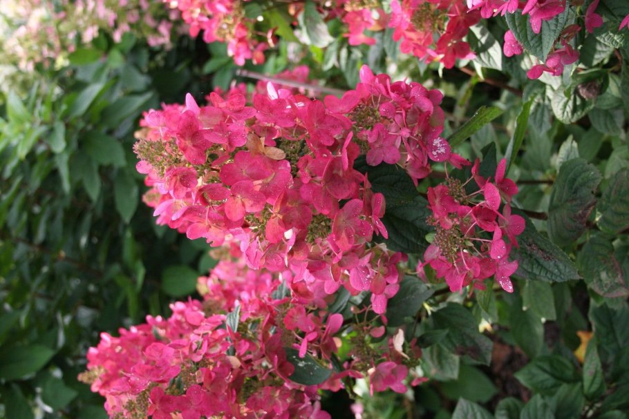 Гортензия мега Минди