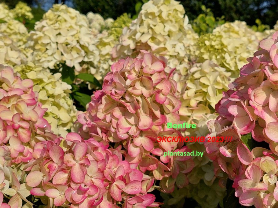 Бонфайер гортензия метельчатая