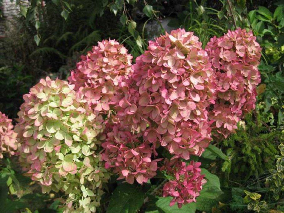 Гортензия Мэджикал Монблан