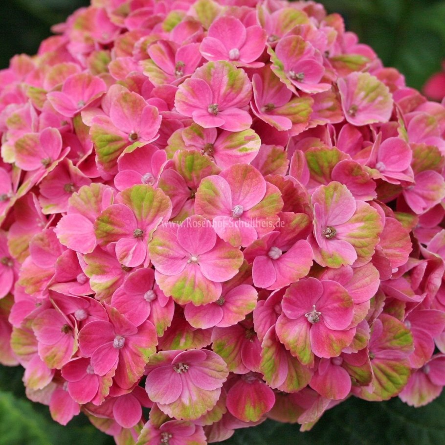 Гортензия Мэджикал аметист