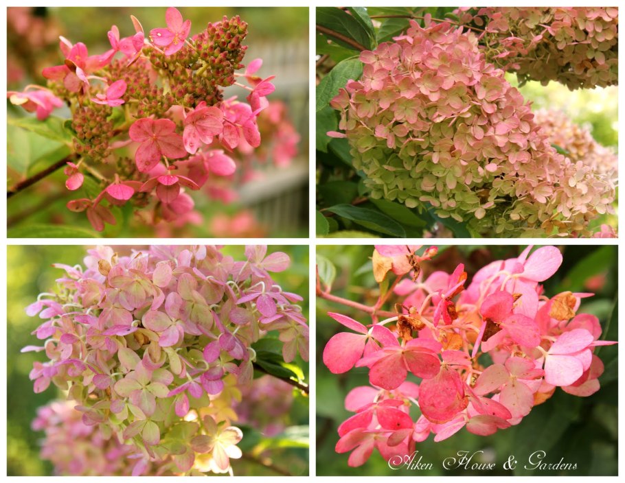 Гортензия метельчатая Magical Flame