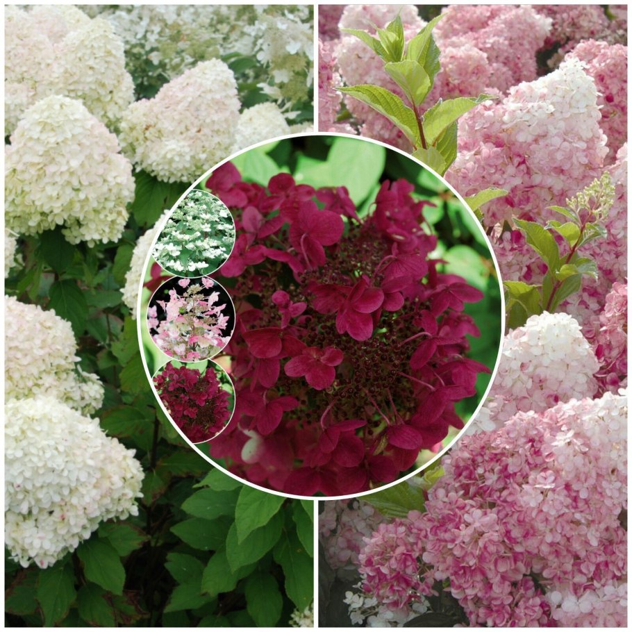 Мэджикал Везувио гортензия метельчатая