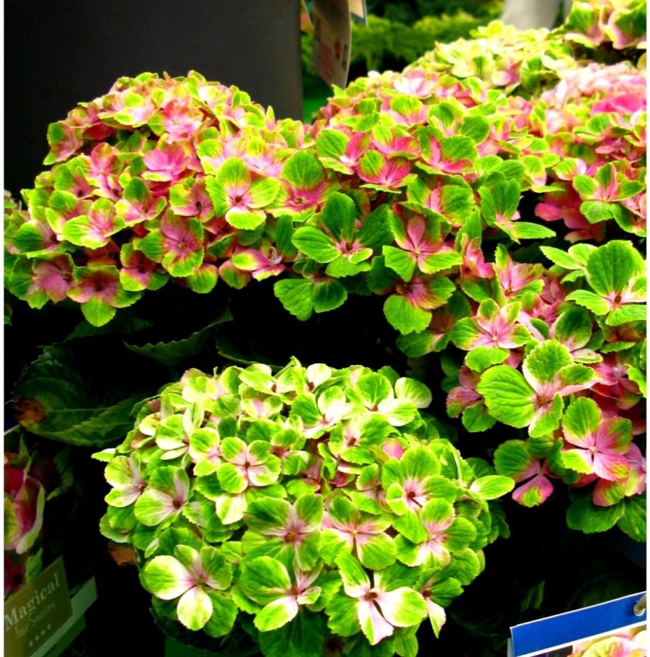 Гортензия Мэджикал аметист