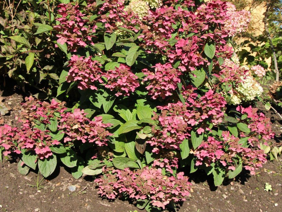 Гортензия метельчатая Мэджик Файер