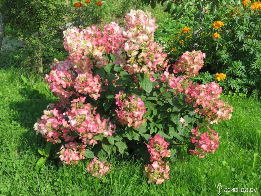 Гортензия метельчатая Magical Flame