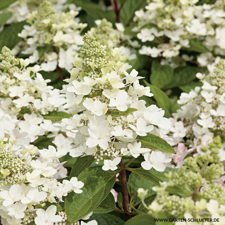 Гортензия метельчатая Мэджикал Старлайт