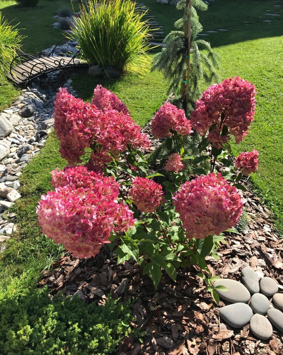 Гортензия Мэджикал Файер