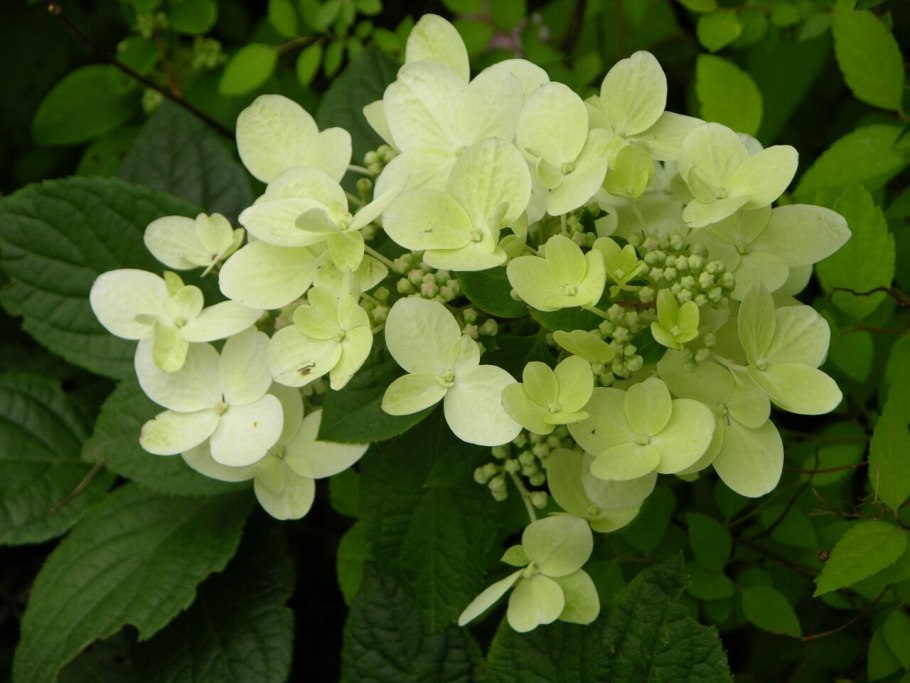 Гортензия метельчатая Файер