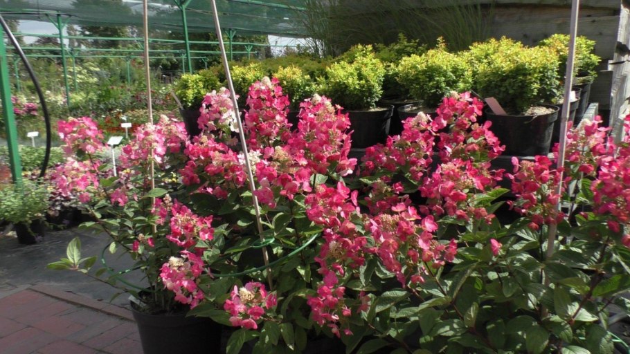 Гортензия метельчатая Magical Fire Мэджикал Файер