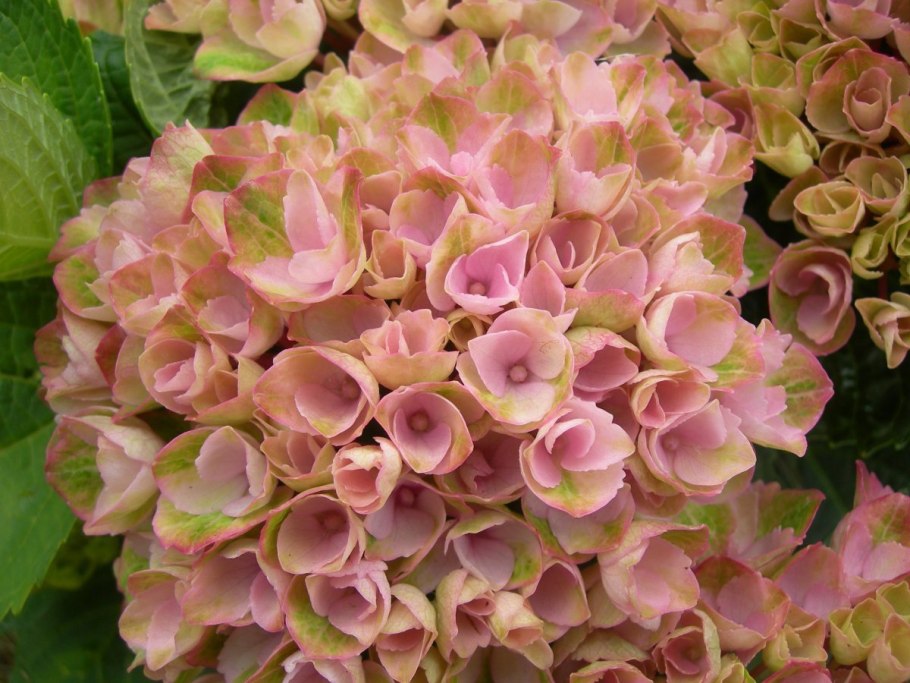 Гортензия мэддикал фаер