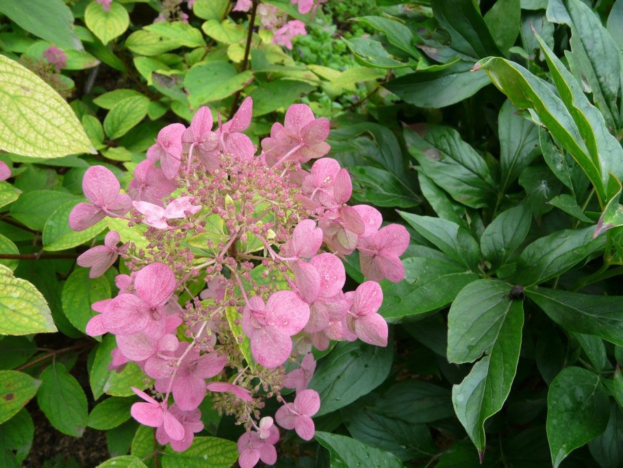 Мега Минди гортензия метельчатая