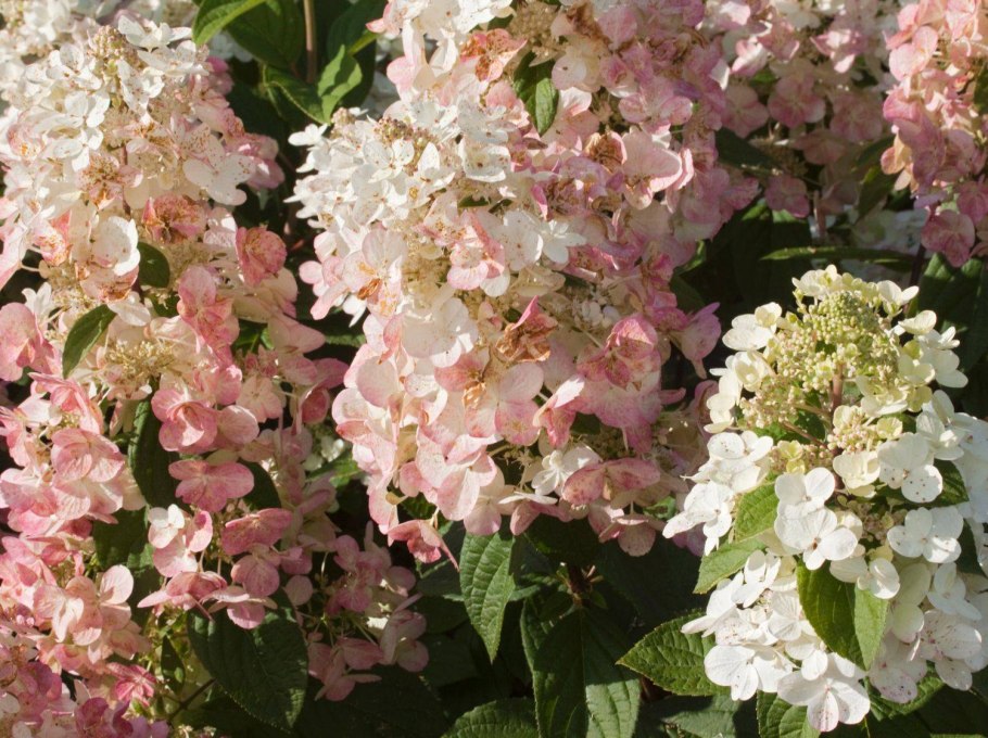 Гортензия Мэджикал Файер