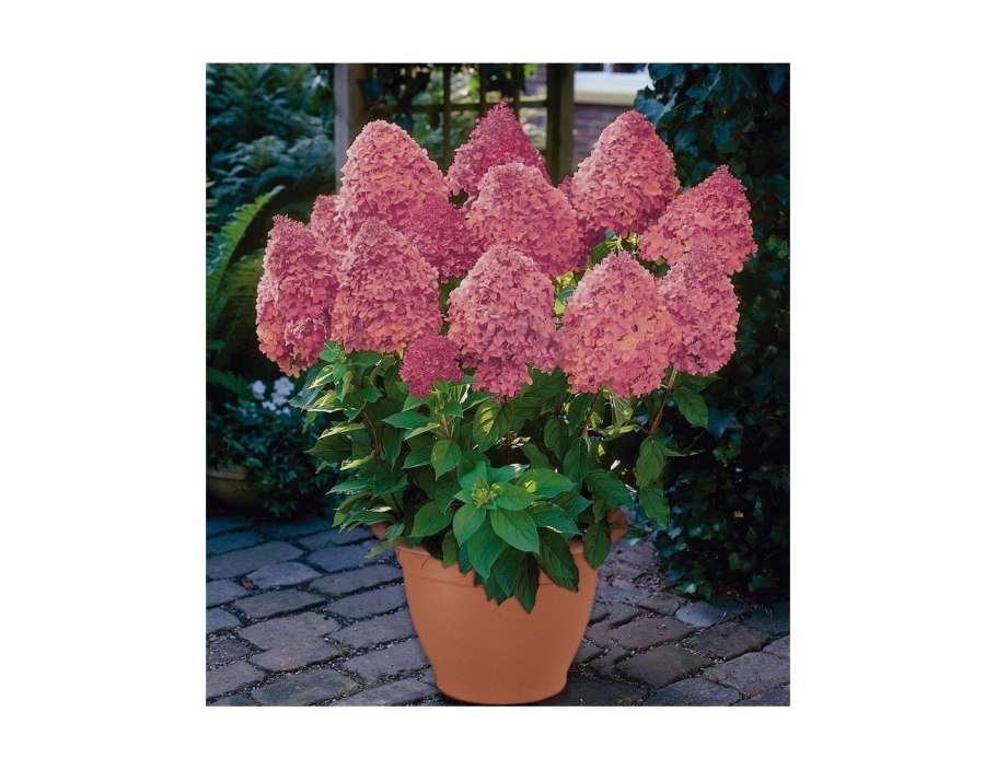 Гортензия метельчатая Мэджикал Файер