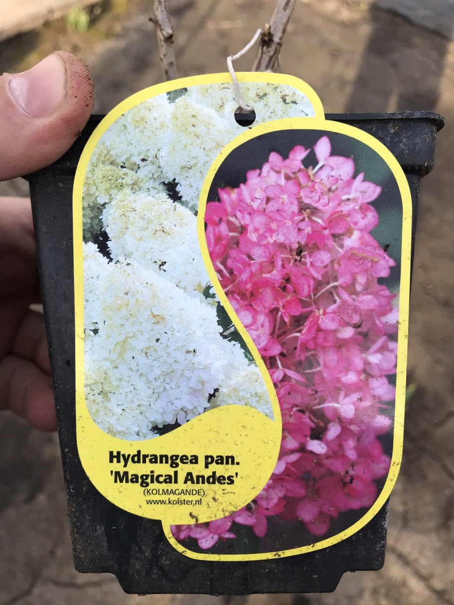 Гортензия Мэджикал Андес метельчатая