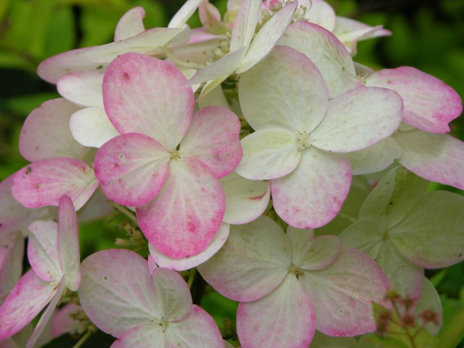 Гортензия Мейджикал Файер