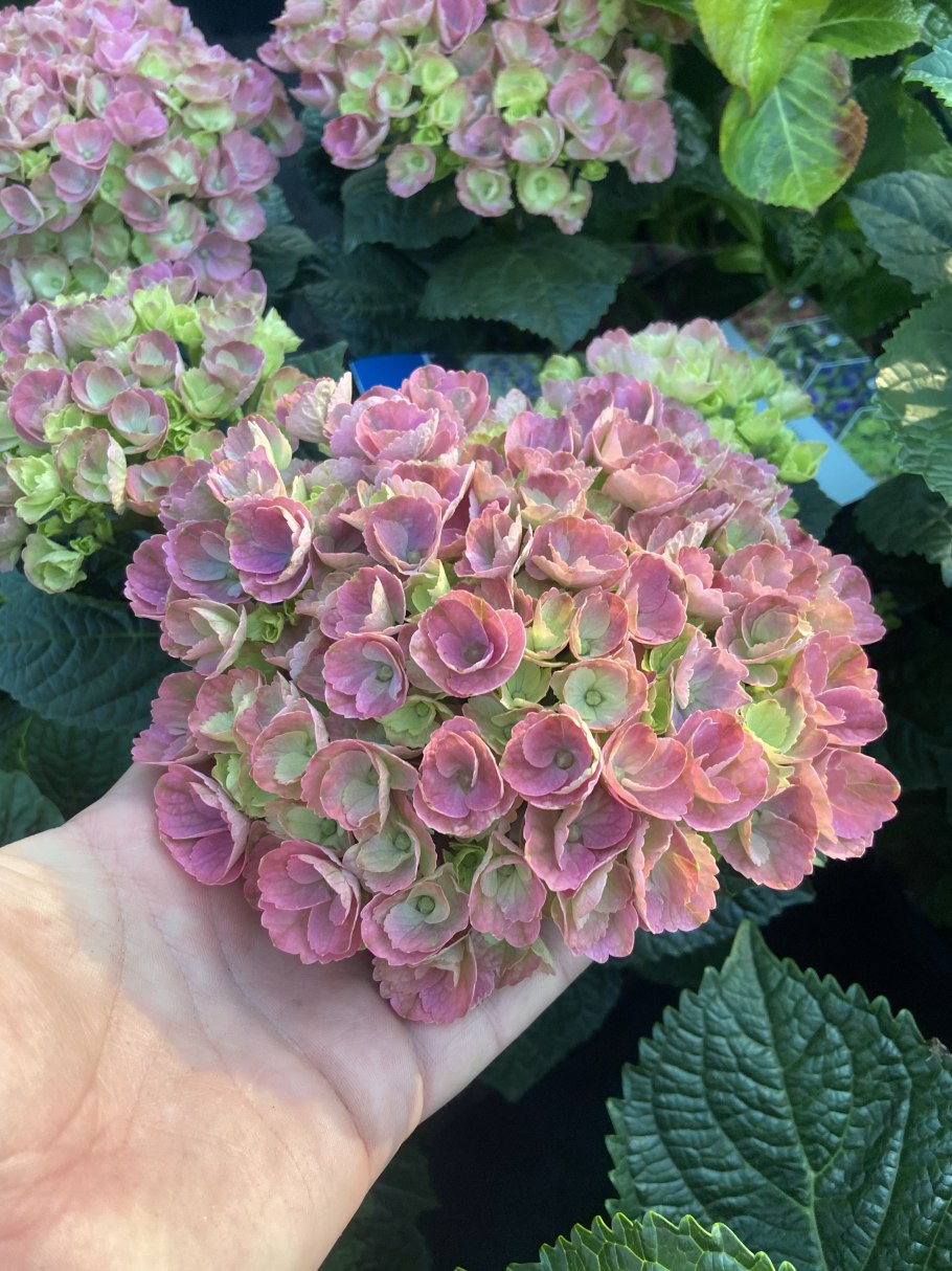 Гортензия крупнолистная Мэджикал Корал