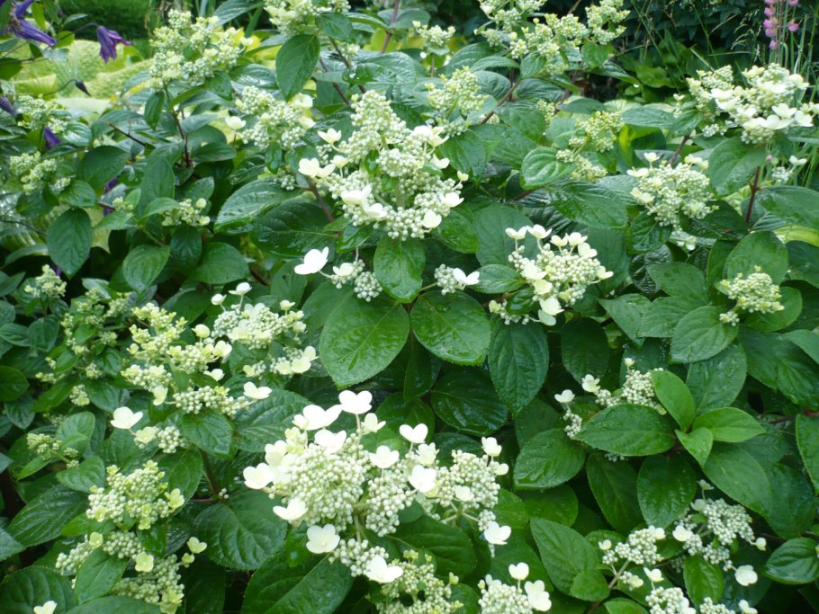 Гортензия Мэджикал флейт