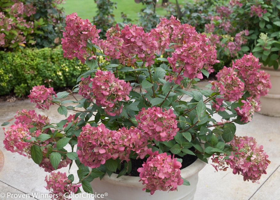 Гортензия метельчатая ред Лайт