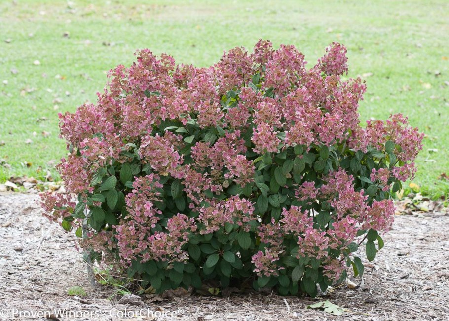 Гортензия метельчатая (Hydrangea paniculata little quick Fire)