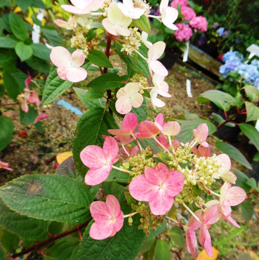 Гортензия метельчатая Медикал Флейм