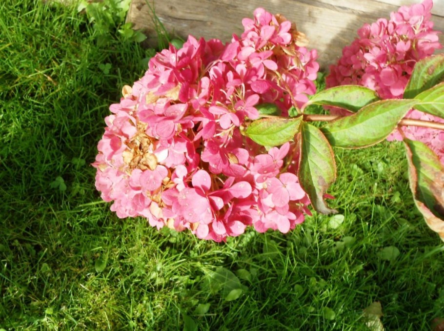 Гортензия Мэджик Файер