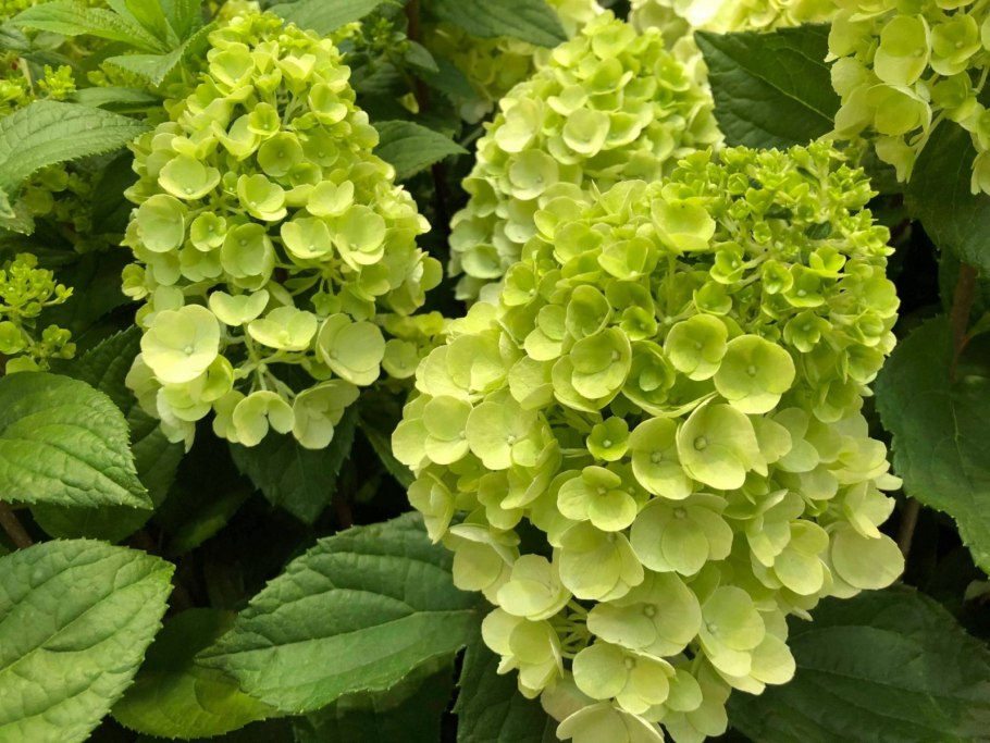 Гортензия Мэджикал Везувио