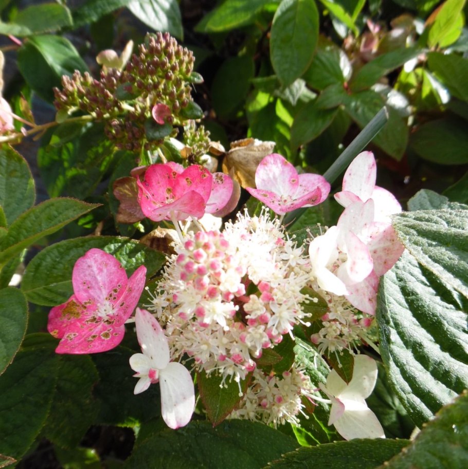 Гортензия метельчатая Файер