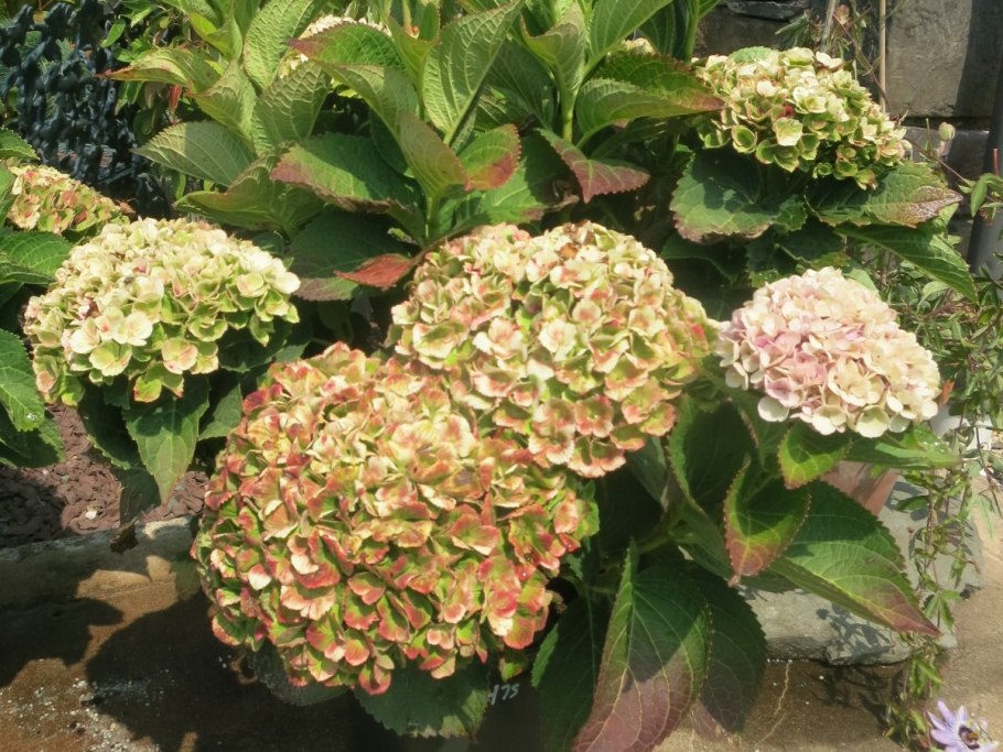 Гортензия Мэджикал Килиманджаро