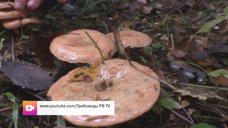 Грибные места Башкирии