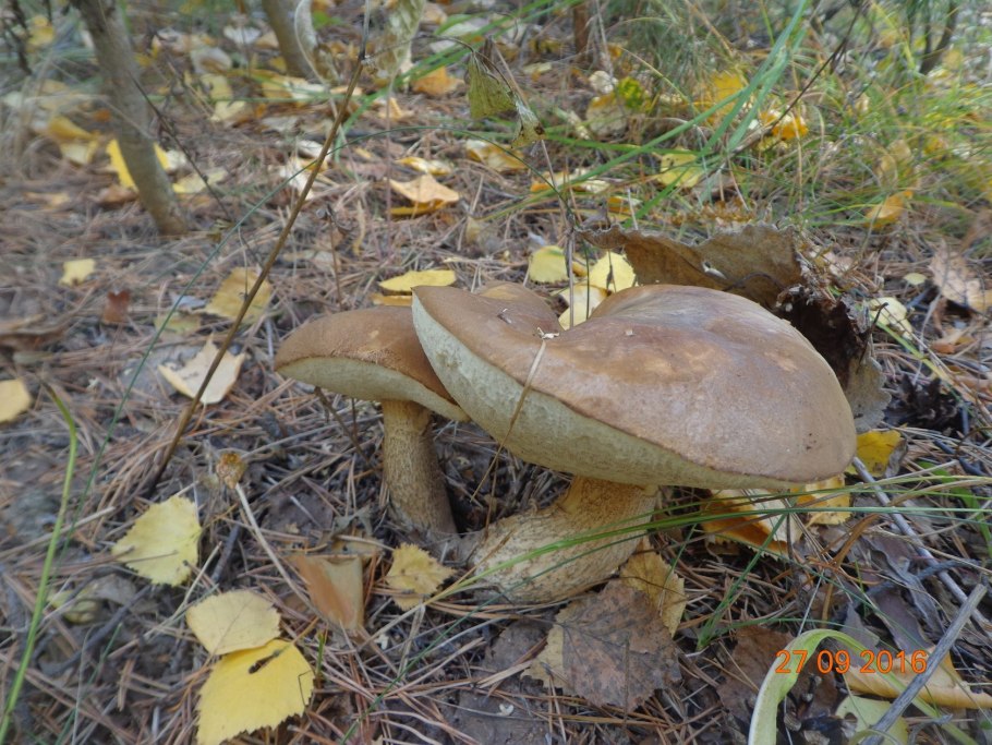 Зонтичный гриб Башкирия