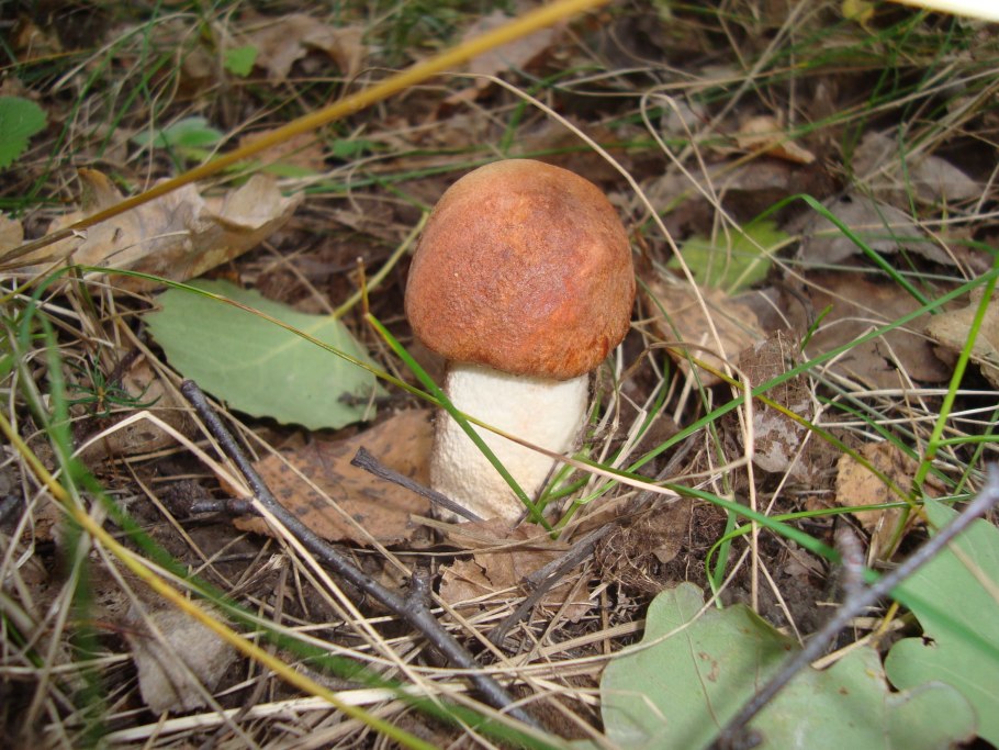 Большие белые грибы