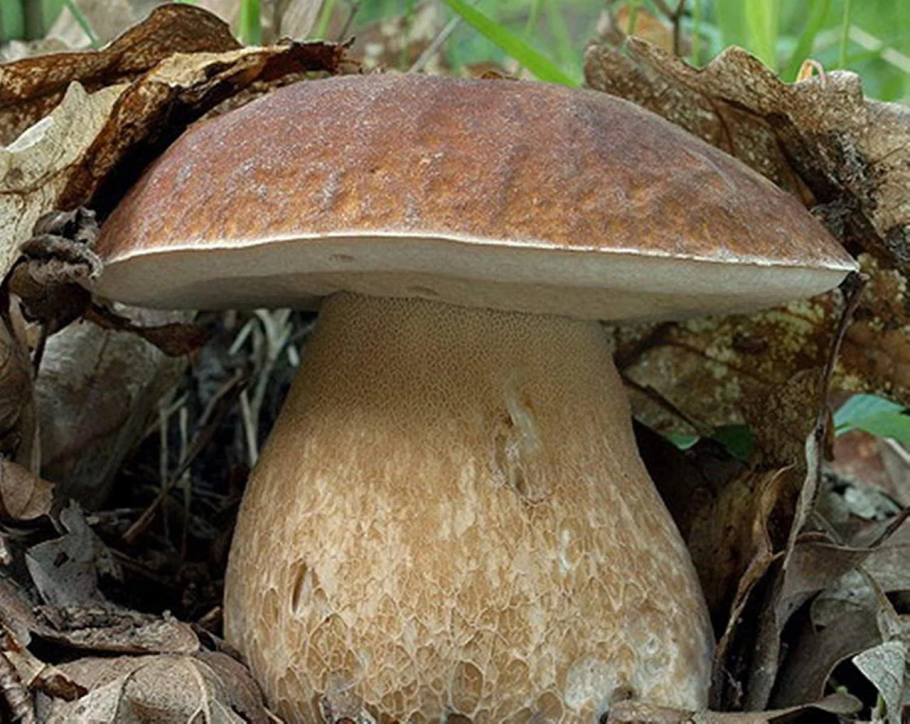 Боровик сетчатый Boletus reticulatus
