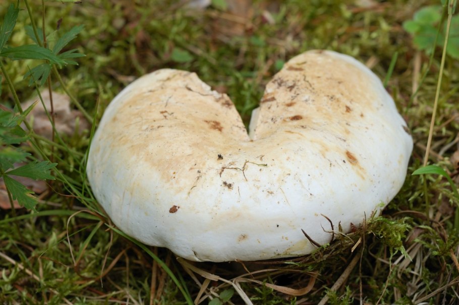 Грибы Башинформ