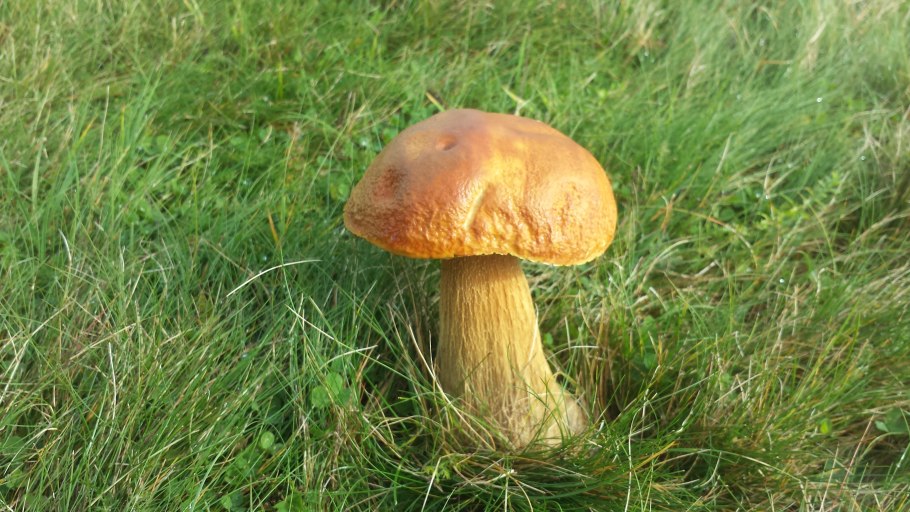 Гриб моховик ложный