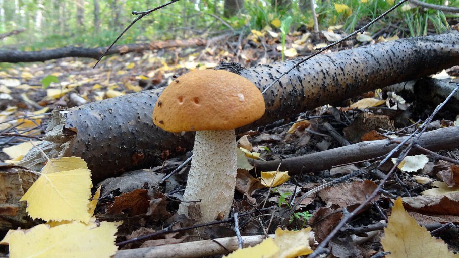 Грибы Башкирии