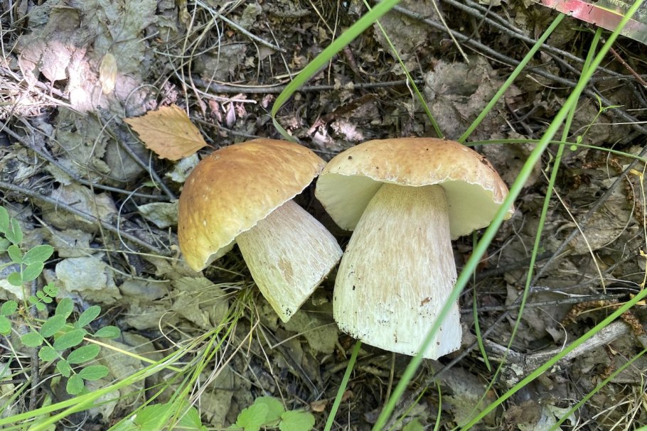 Луговые грибы Башкортостана