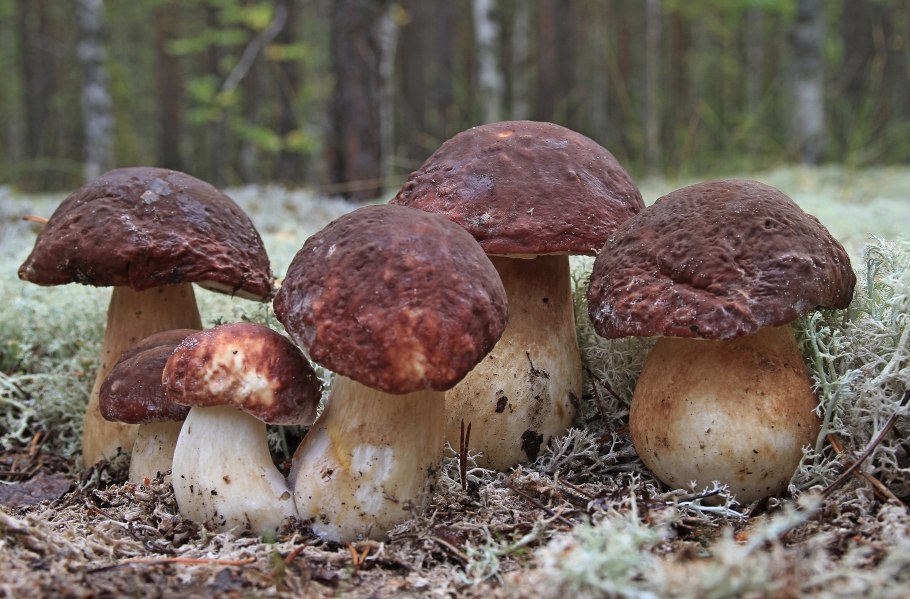 Очень много грибов