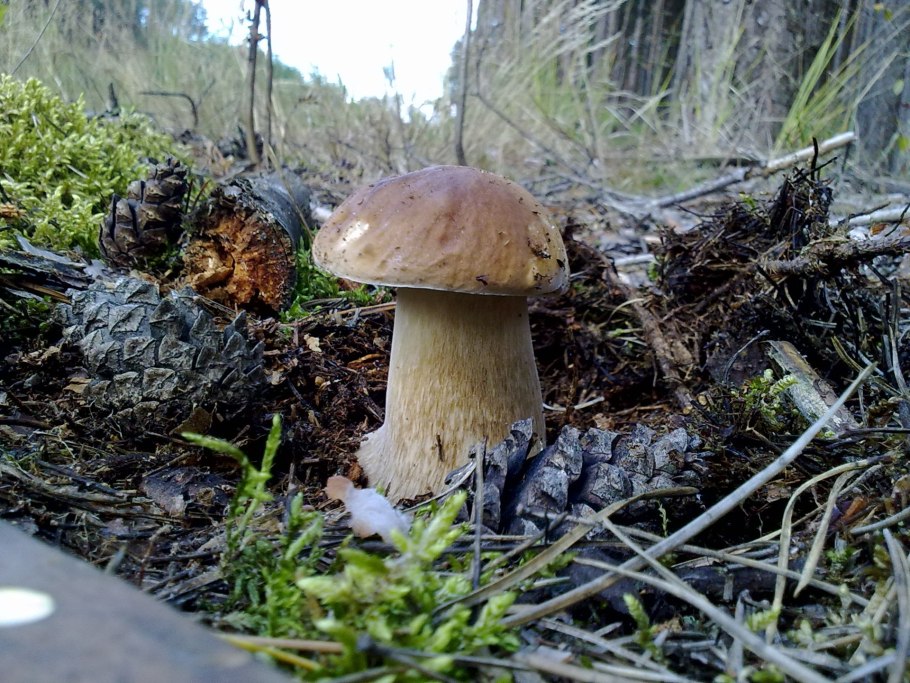 Съедобные грибы Башкирии съедобные