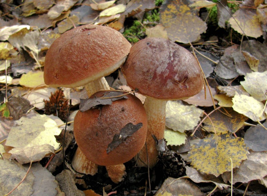 Несъедобные грибы Башкирии