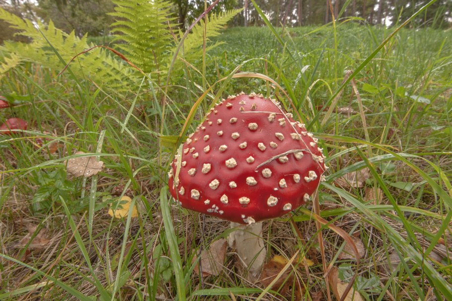 Грибы Башкирии опята