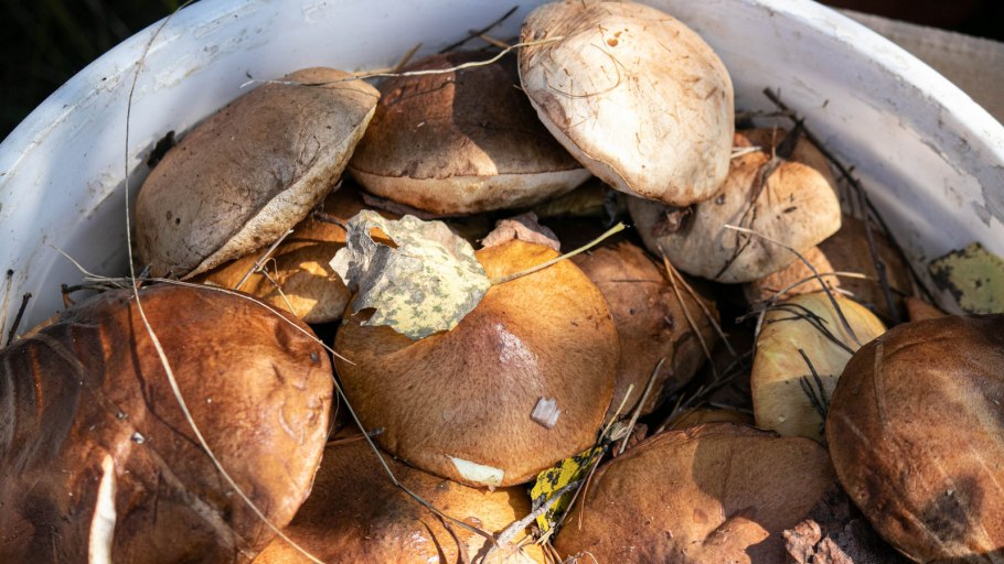 Мухомор белый (Amanita Verna)