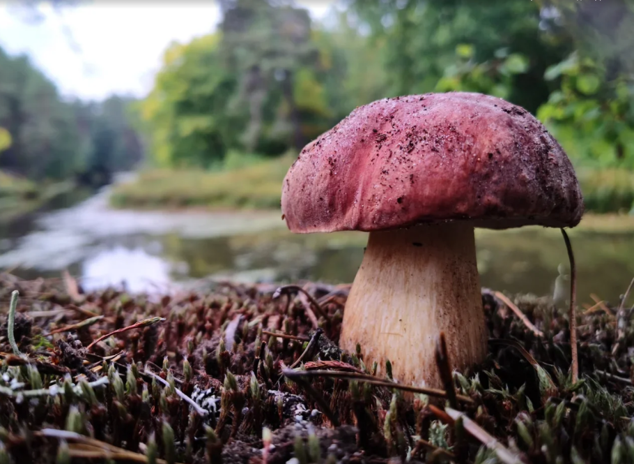 Толкачи грибы в Башкирии