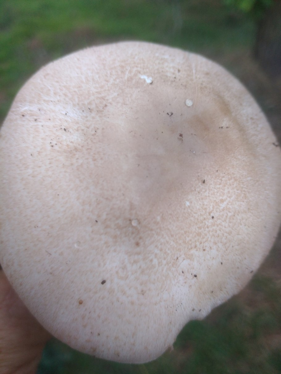 Несъедобные грибы Башкирии