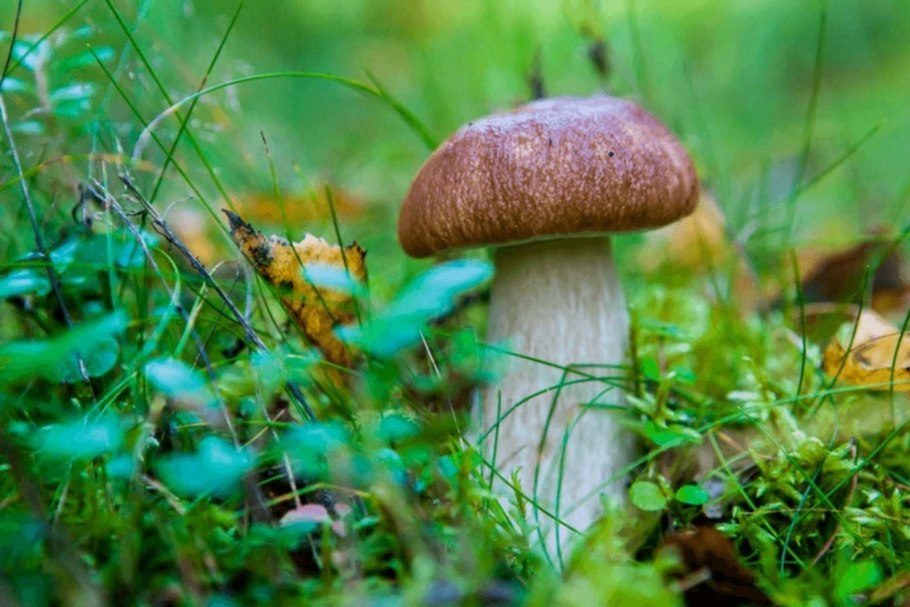 Грибы Башкирии