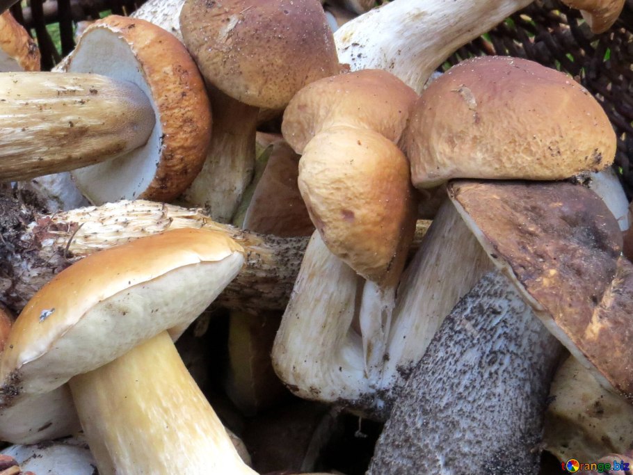 Белый гриб в Башкирии