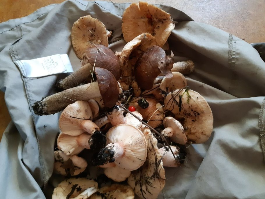 Осенние грибы в Башкирии